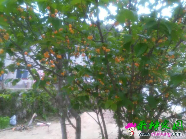 184453pppphfpju1ljpghv.webp