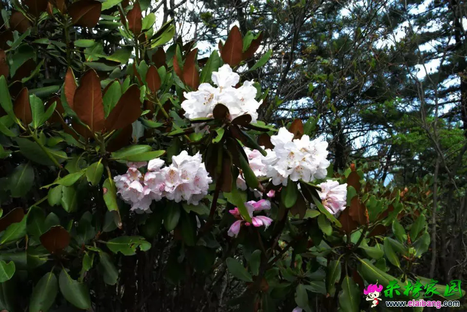 psb (66).webp