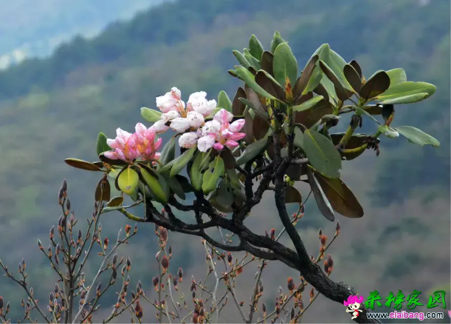 psb (61).webp
