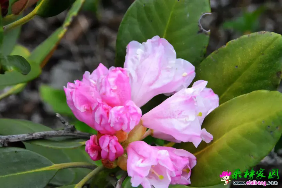psb (60).webp