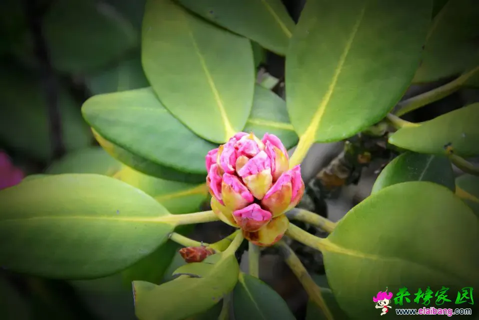 psb (59).webp