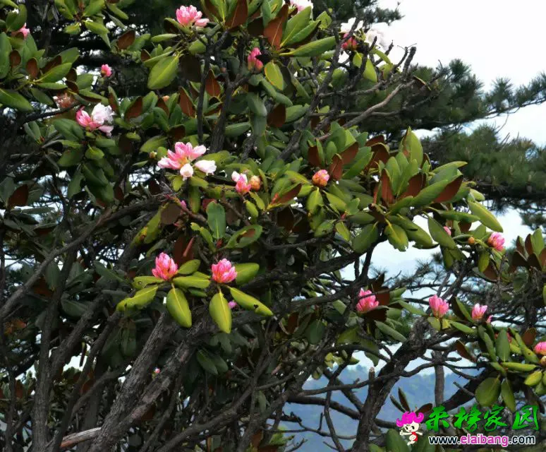 psb (58).webp