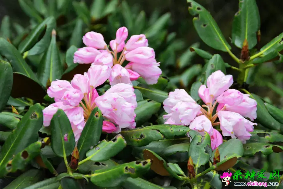 psb (57).webp
