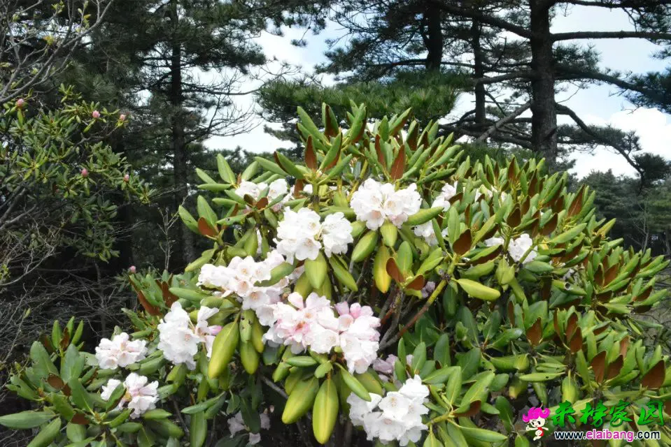 psb (56).webp