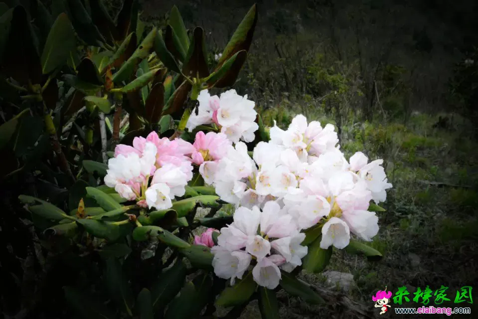 psb (54).webp