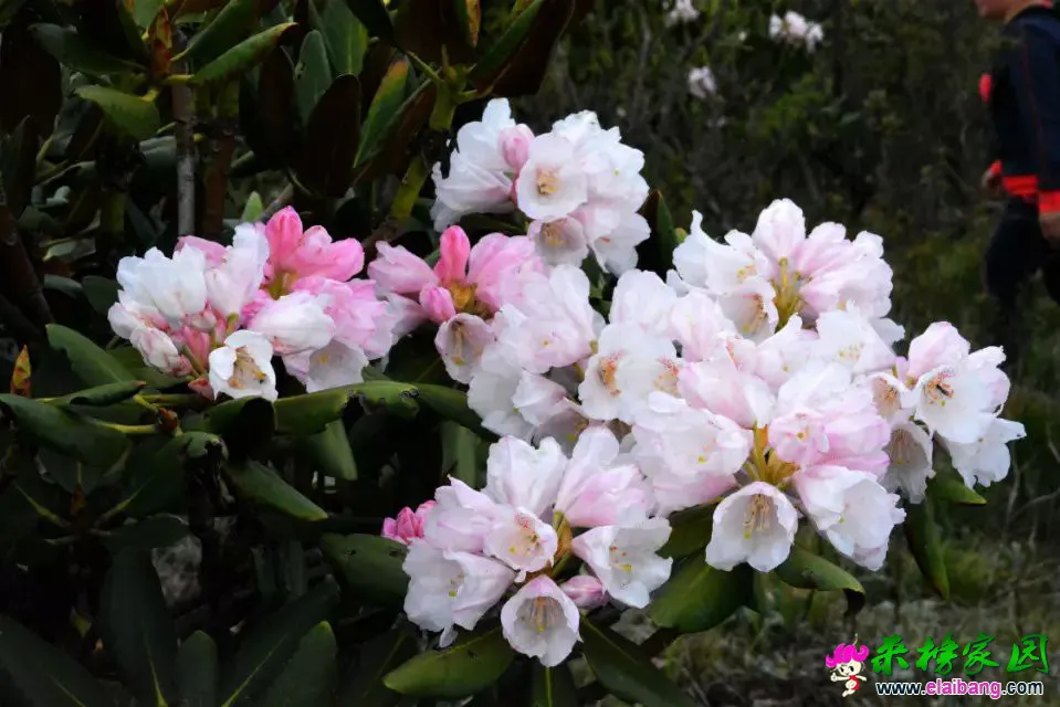 psb (52).webp