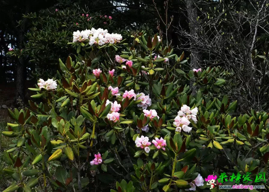 psb (49).webp