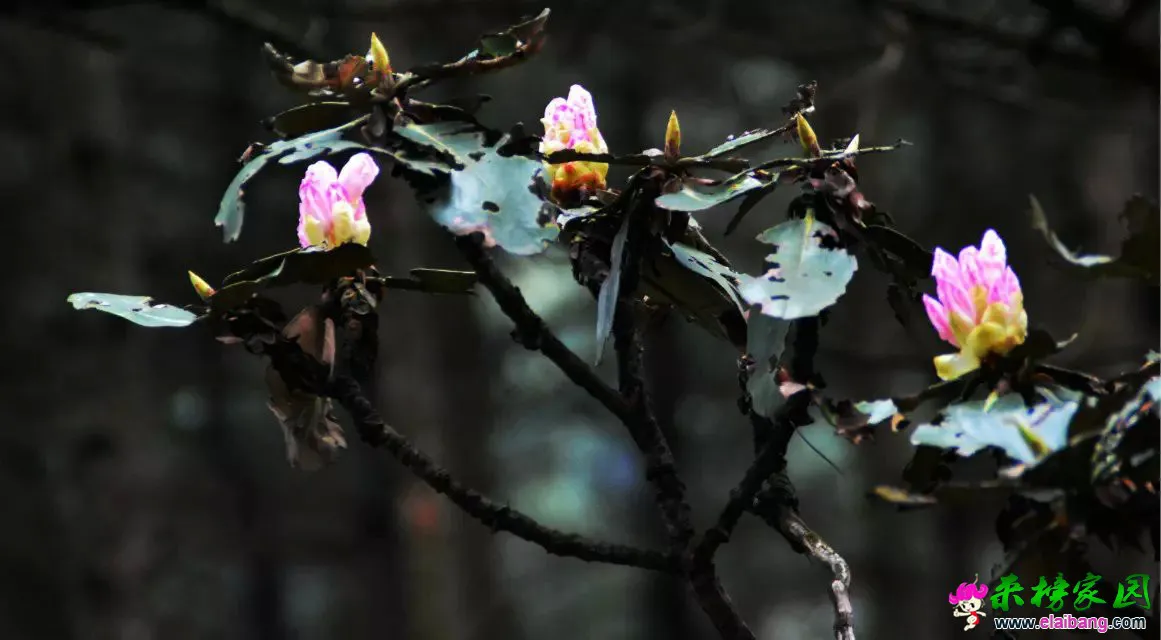 psb (46).webp