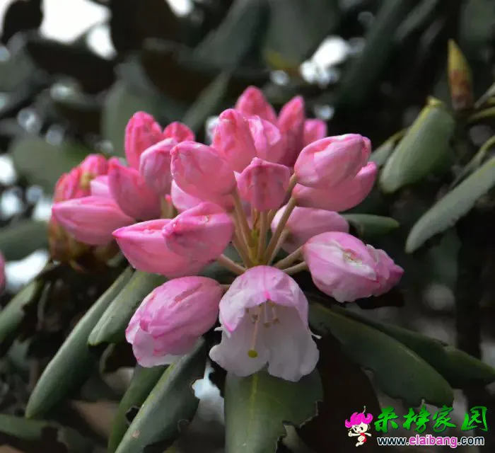 psb (40).webp