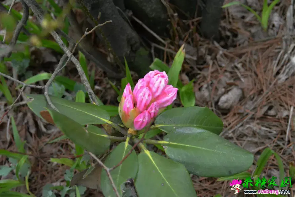 psb (37).webp