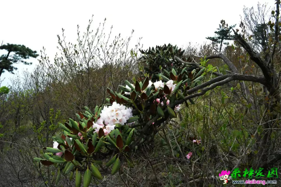 psb (36).webp