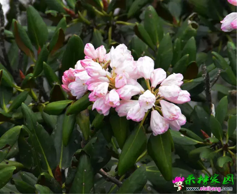 psb (28).webp