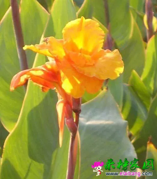 psb (10).webp