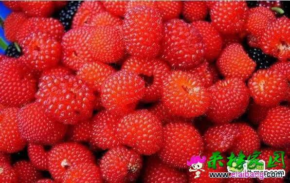 psb (12).webp