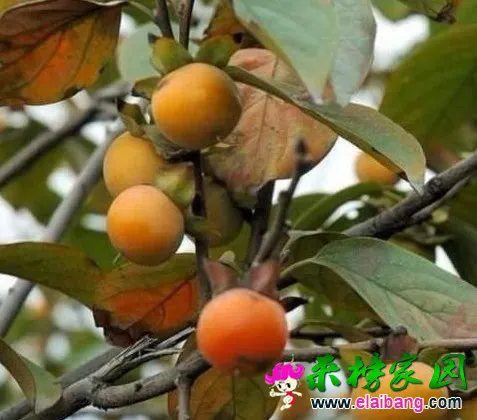 psb (13).webp