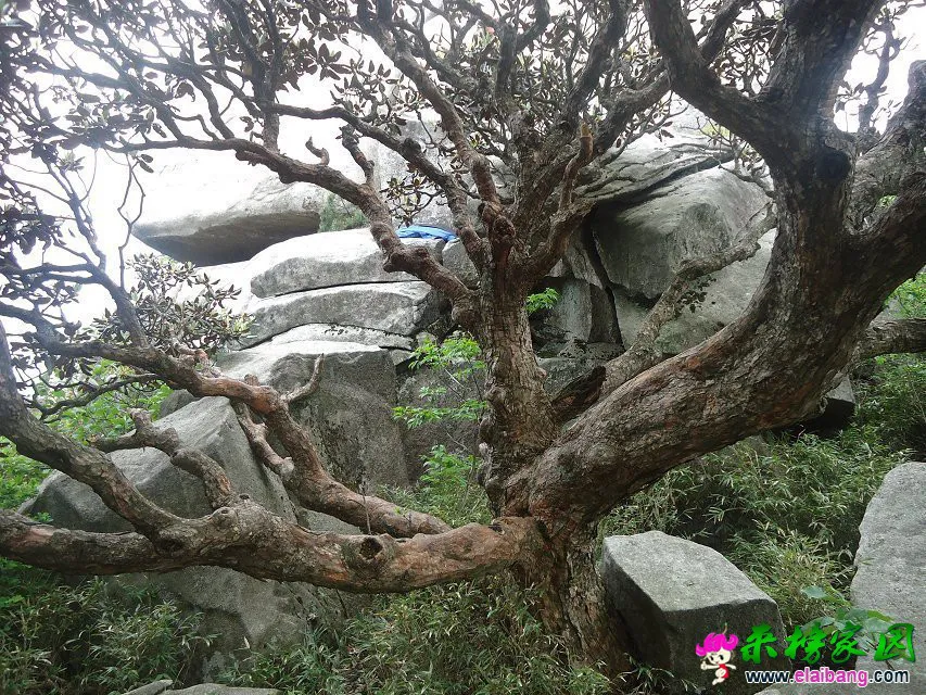 仙桃树.webp