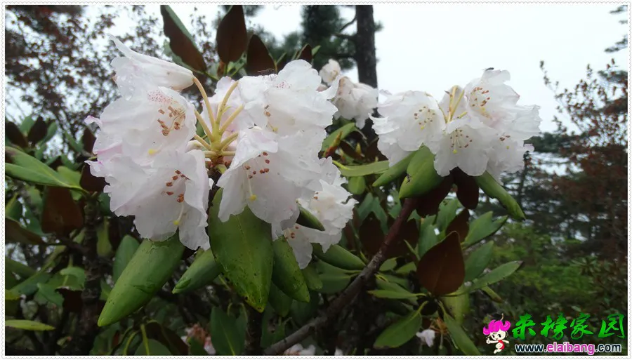 DSC00744.webp
