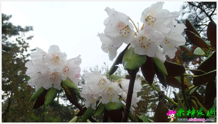 DSC00746.webp