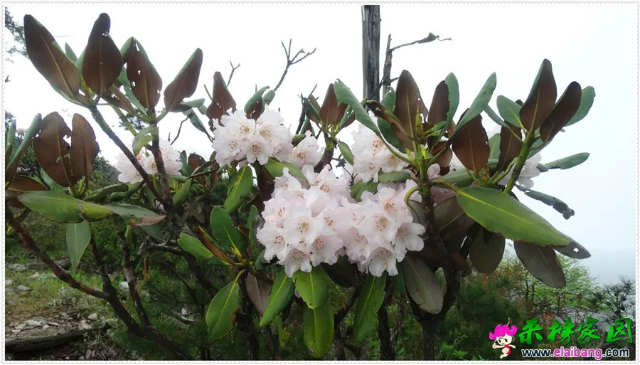 DSC00747.webp