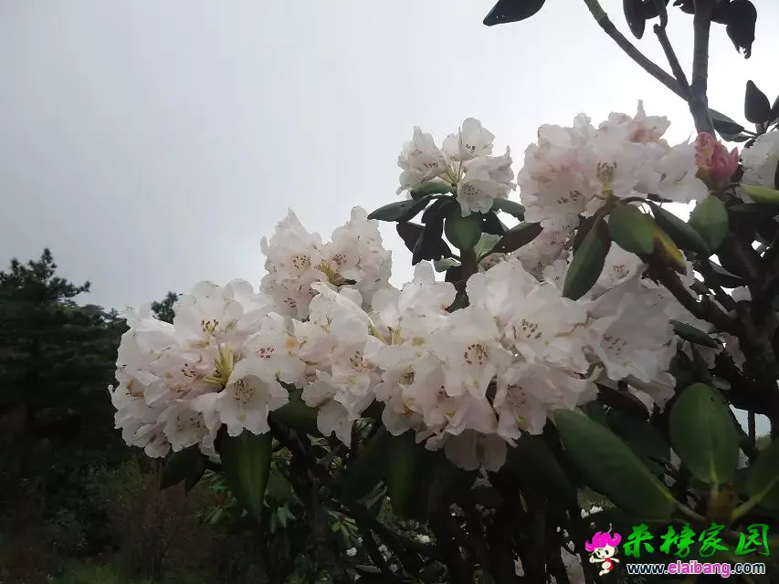 花团锦簇