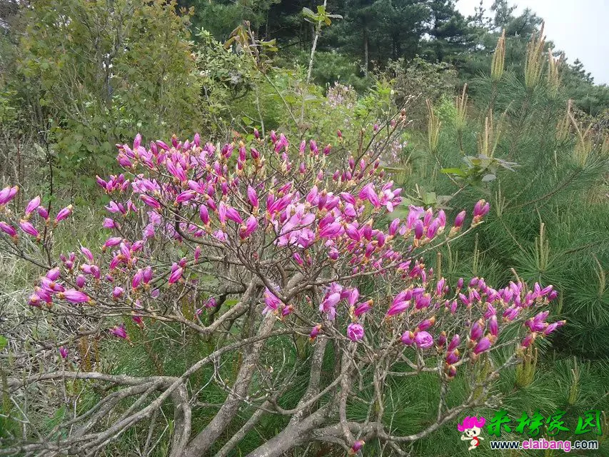 映山红，你认得的