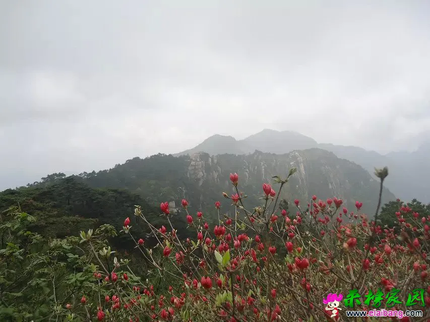 红花还没开哟