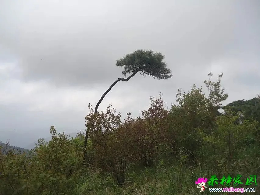 弯树一棵