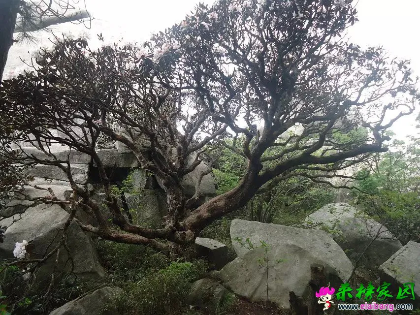 大杜鹃树