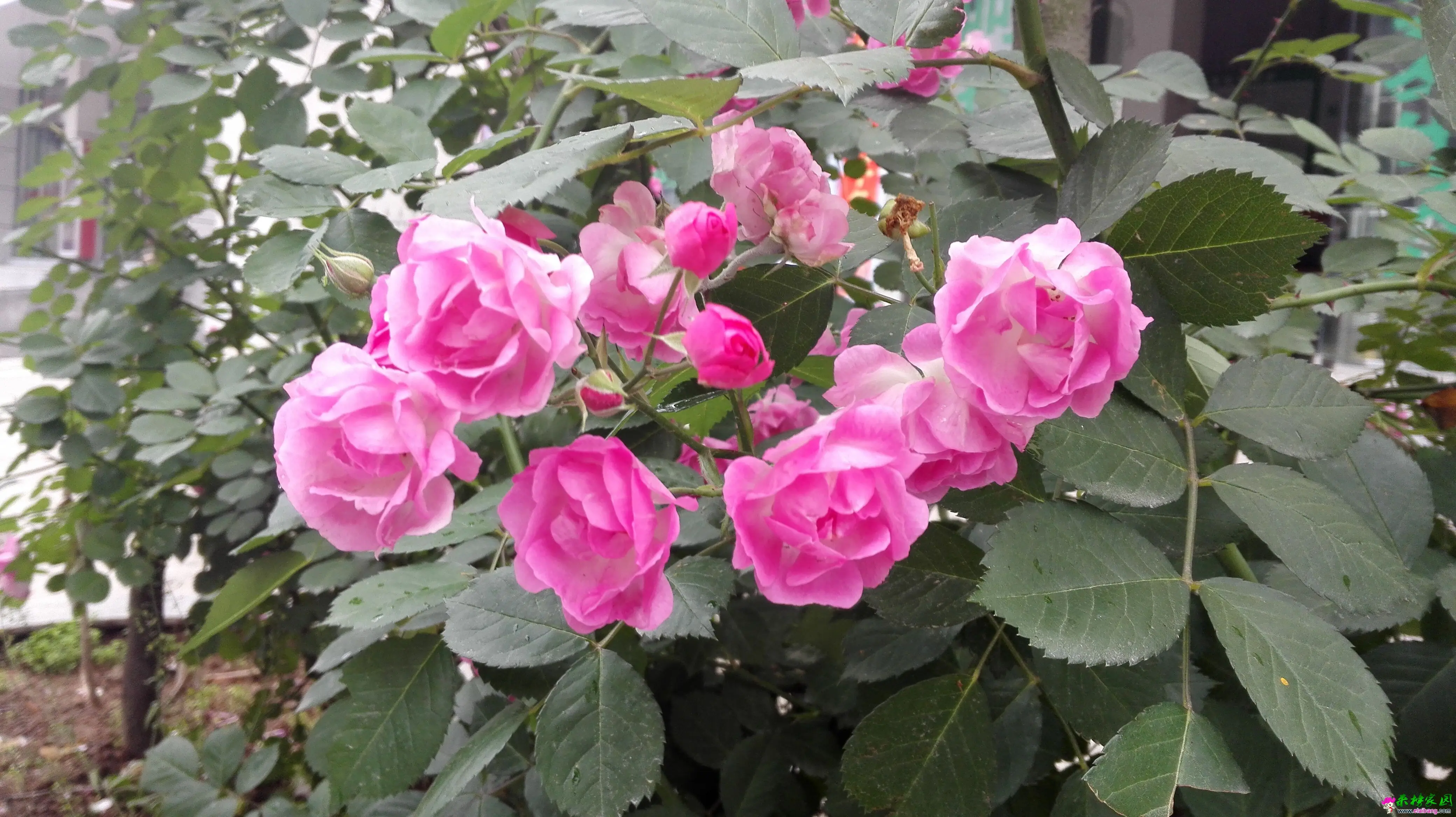 QQ图片20150511092741.webp