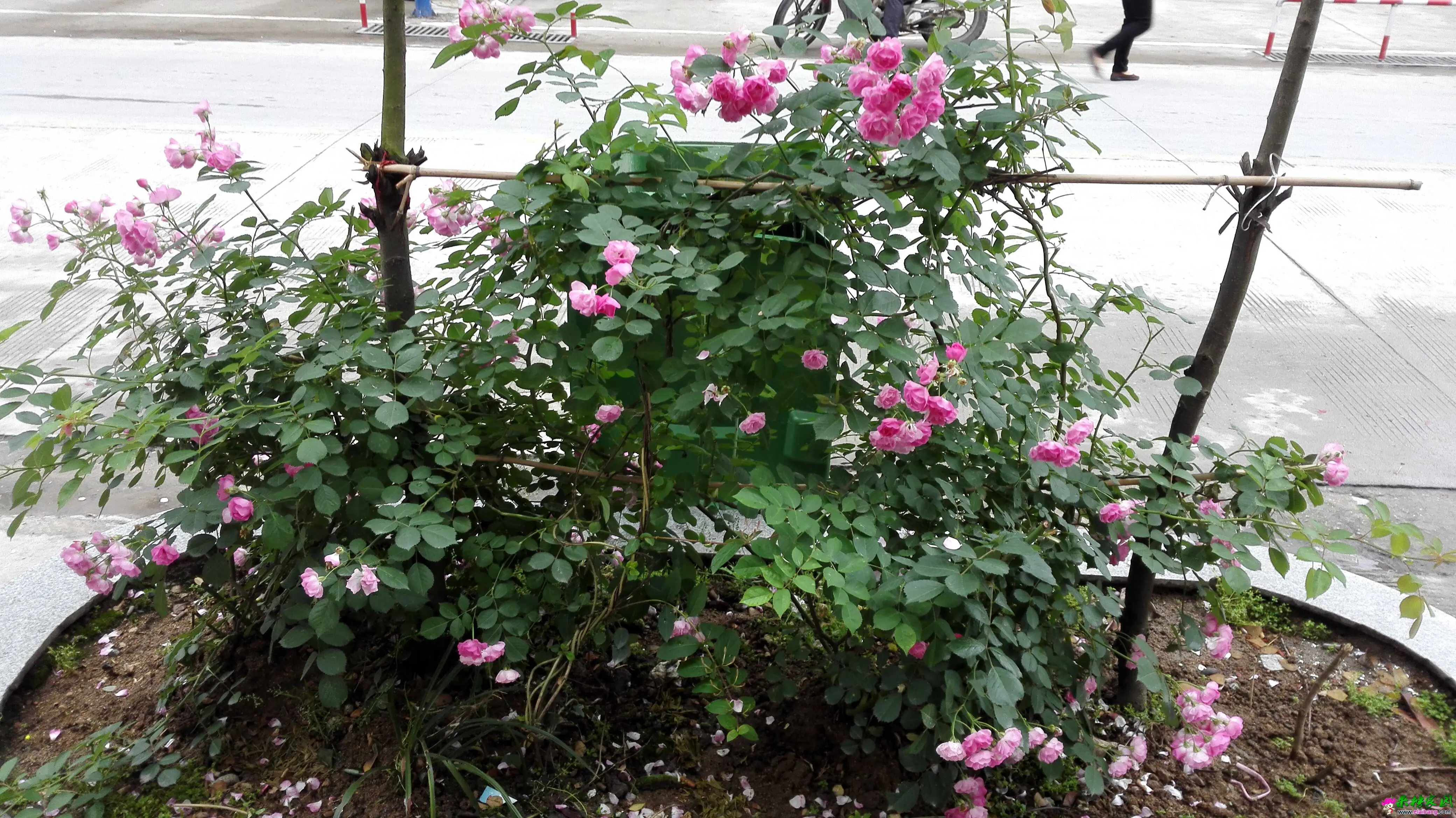 QQ图片20150511092723.webp