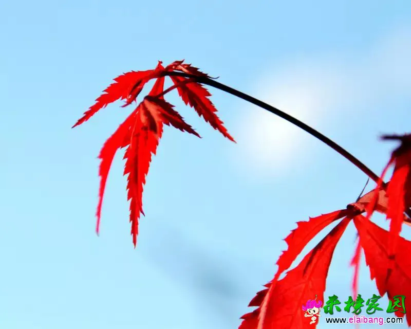 9.webp