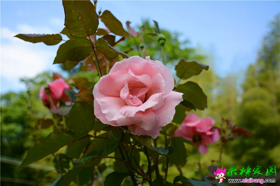DSC_0264.webp