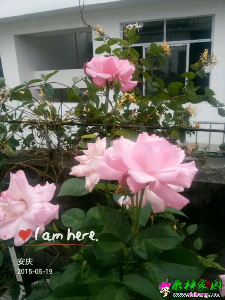 QQ图片2015051907034899.webp
