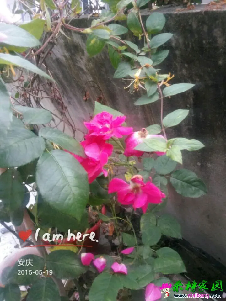 QQ图片2015051907035888.webp