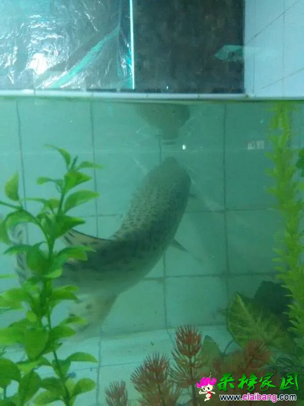 150954bfakakalrsc3rk45.webp