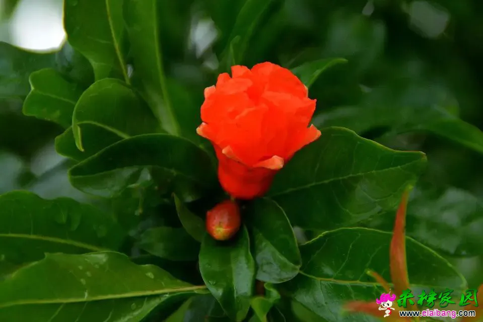 psb (90).webp