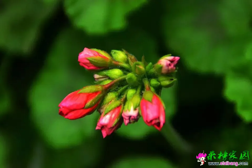 psb (91).webp
