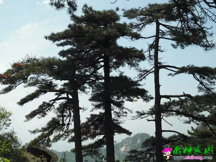 psb (28).webp