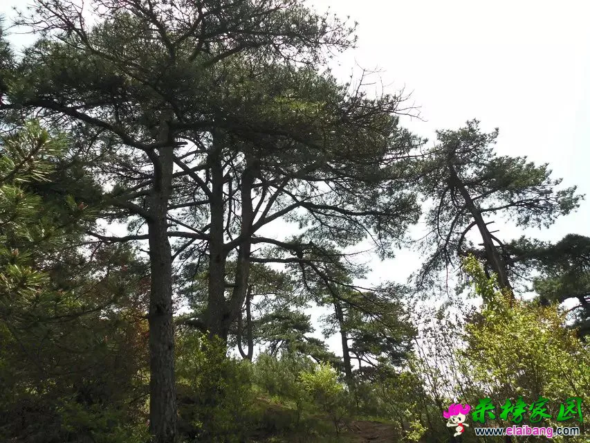 psb (19).webp