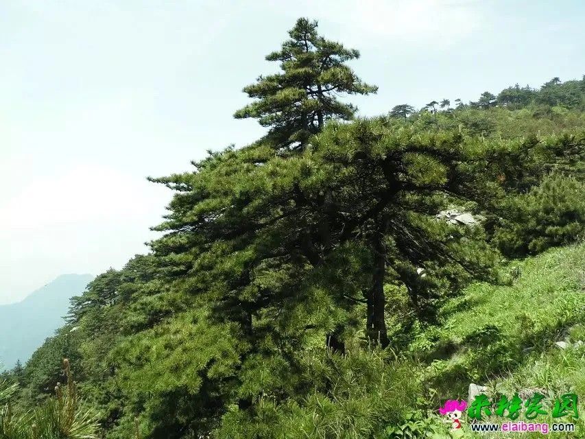 psb (15).webp
