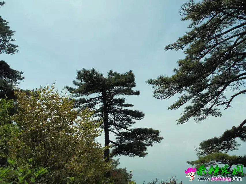 psb (52).webp
