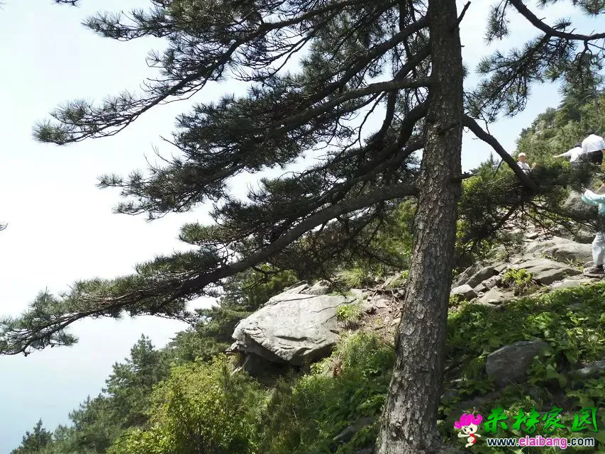 psb (48).webp