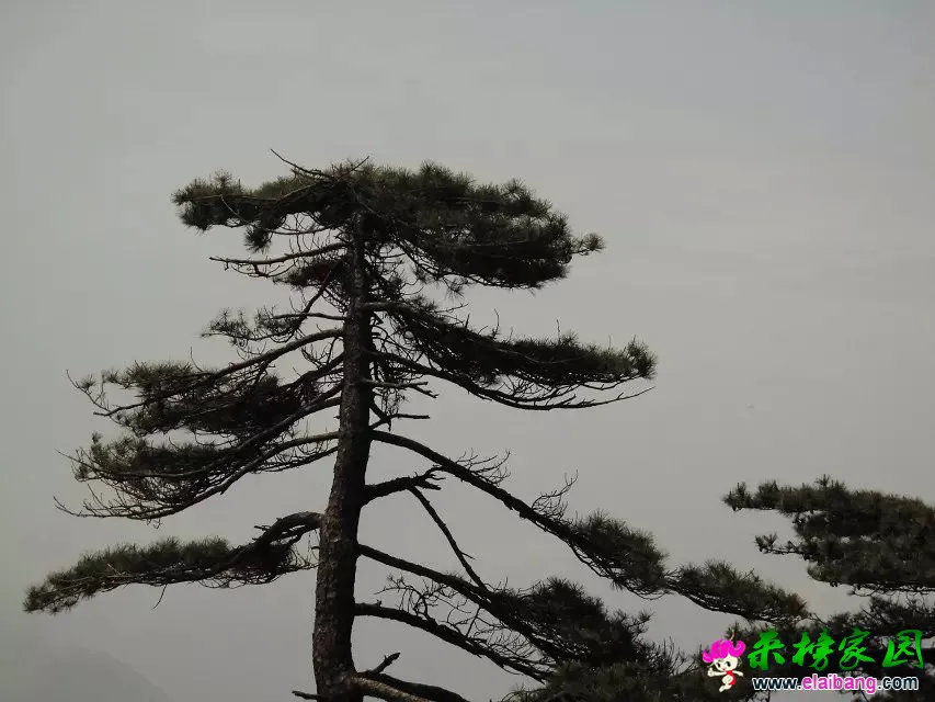 psb (46).webp