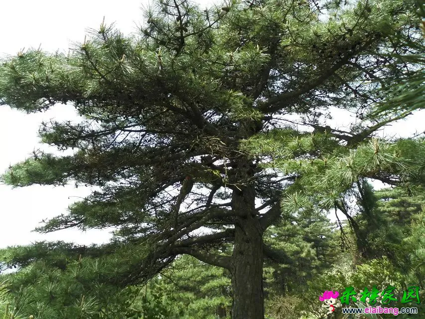 psb (42).webp