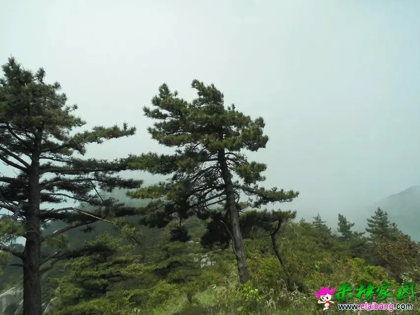 psb (34).webp
