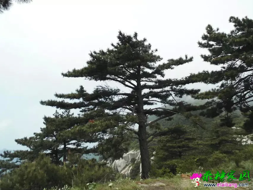psb (33).webp