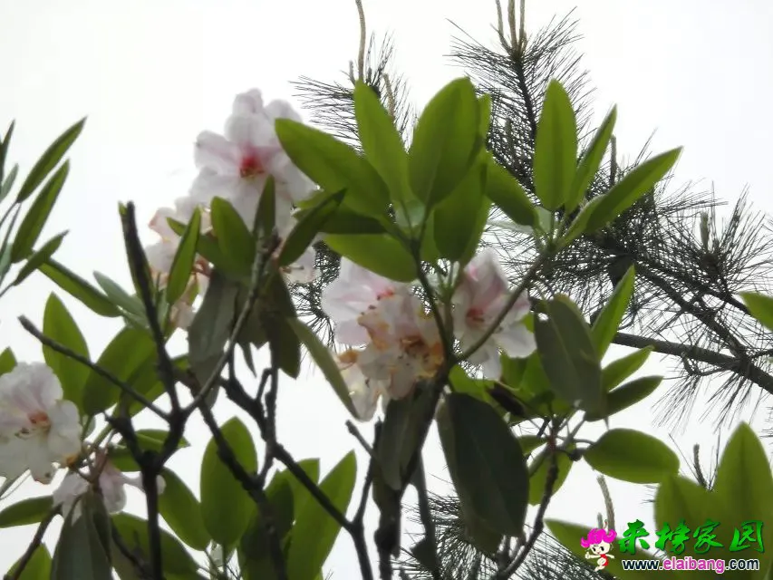 psb (17).webp