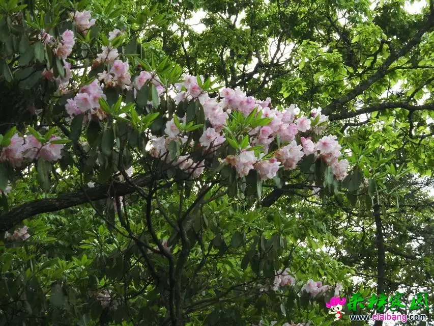psb (20).webp