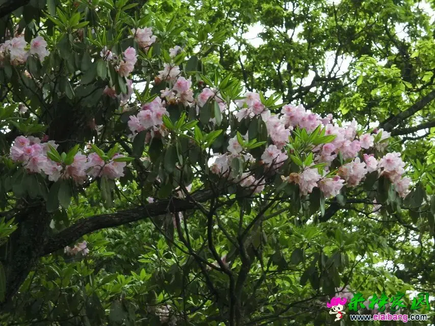 psb (21).webp