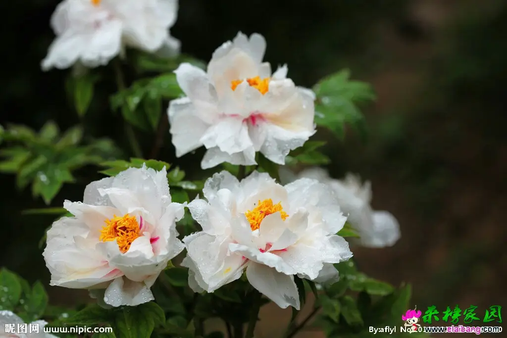 070901m1r14ssk5a81ari5.webp